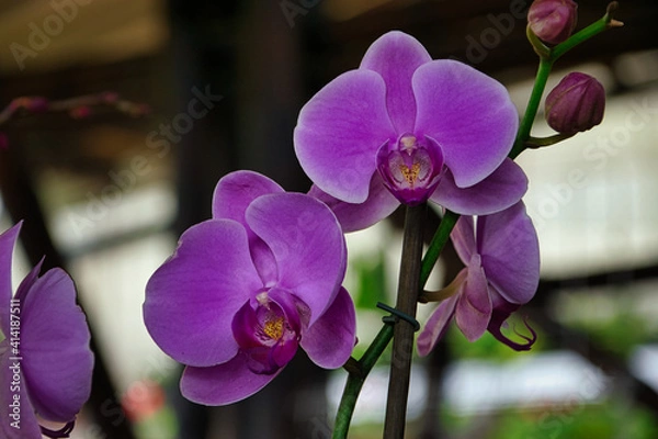 Obraz Orquídeas Colombia