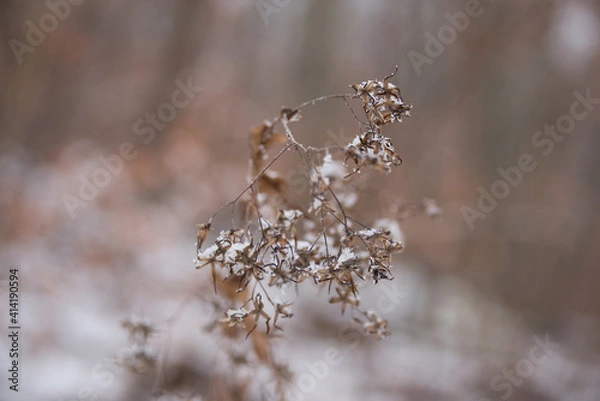 Obraz Gefrorene Pflanze