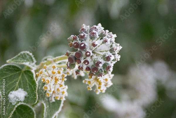 Obraz Pflanzen im Winter