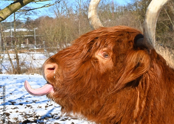 Obraz Trierische Frechdachs