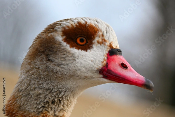 Obraz Kanadische Wildgans