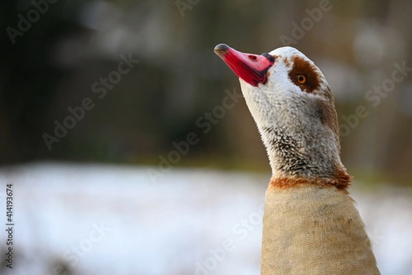 Obraz Die sonnende Gans