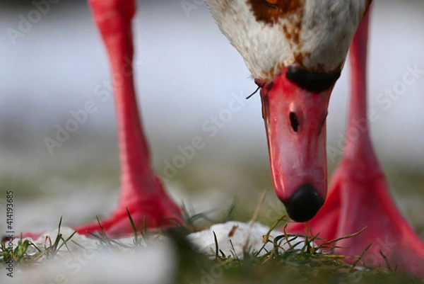 Obraz Wo ist der Grashalm?