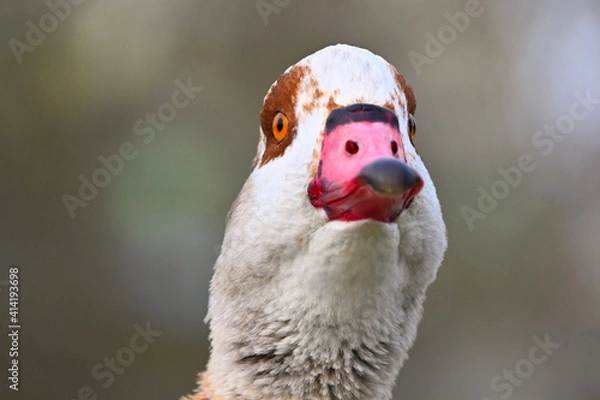 Obraz Was guckst du?