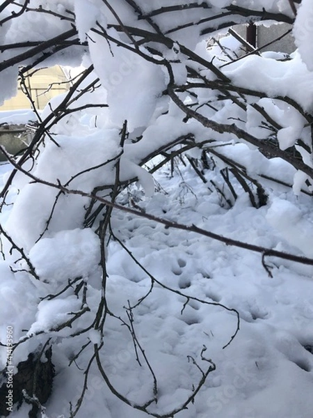 Fototapeta Куст в снегу