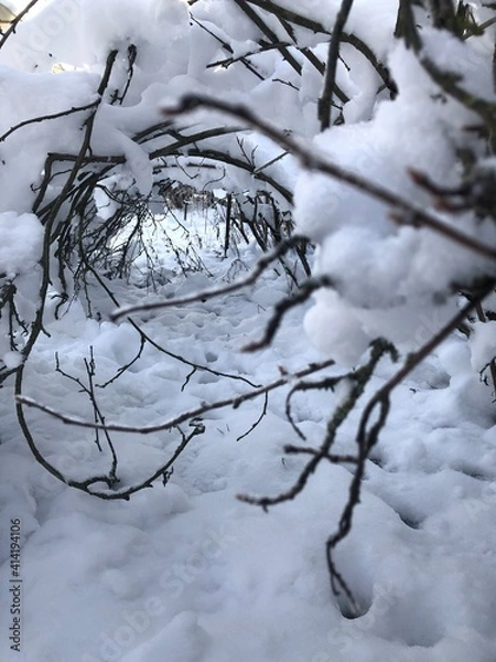 Obraz Куст в снегу