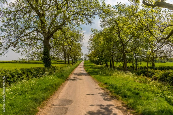 Fototapeta A view up a quiet country road close to the village of Laughton near Market Harborough, UK in springtime