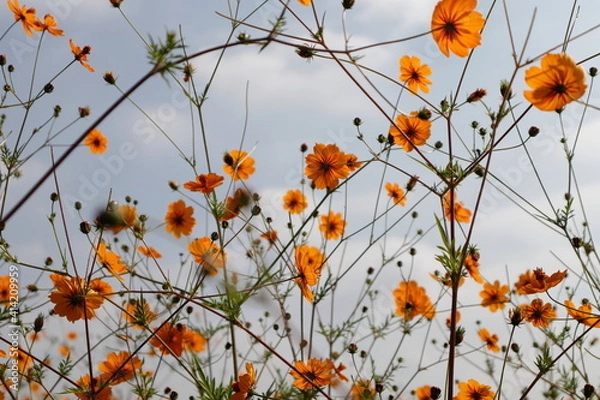 Fototapeta Cempazúchitl