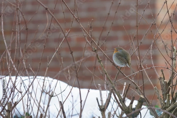 Obraz bird in the snow