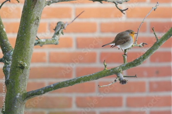 Fototapeta robin on a branch