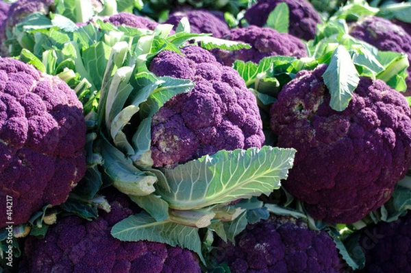 Fototapeta purple cauliflower