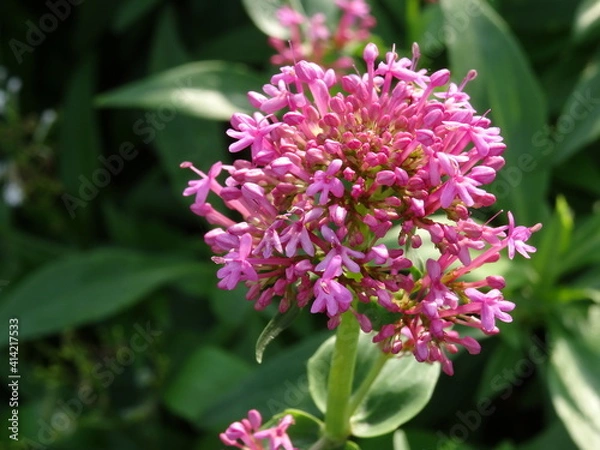 Fototapeta Centranthus ruber, also called red valerian, spur valerian, kiss-me-quick, fox's brush, devil's beard and Jupiter's beard in sunlight.