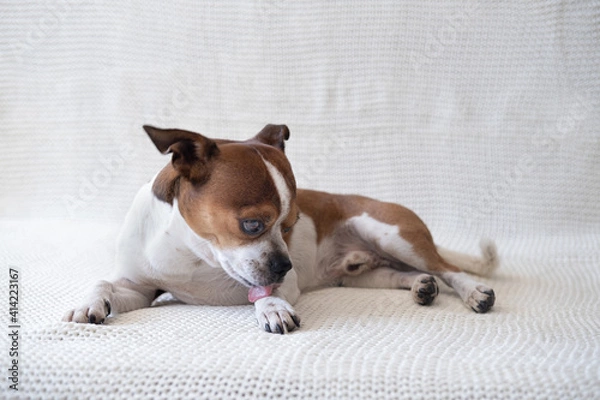 Fototapeta Small chihuahua dog looking at camera and licking his paw. 