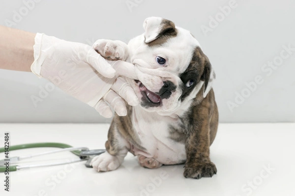 Fototapeta puppy biting