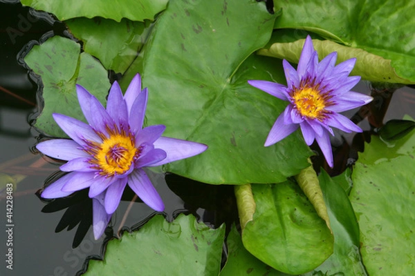 Fototapeta water lilies in a pond on a green background