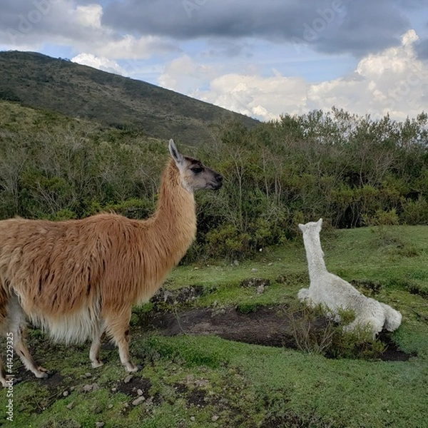 Obraz llama in the mountains