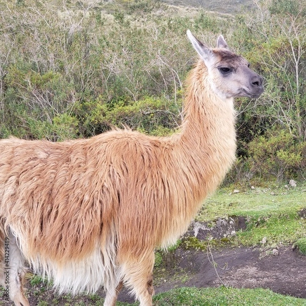 Obraz llama in the grass