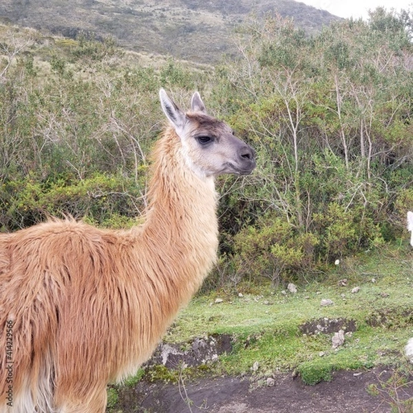 Obraz llama in the grass