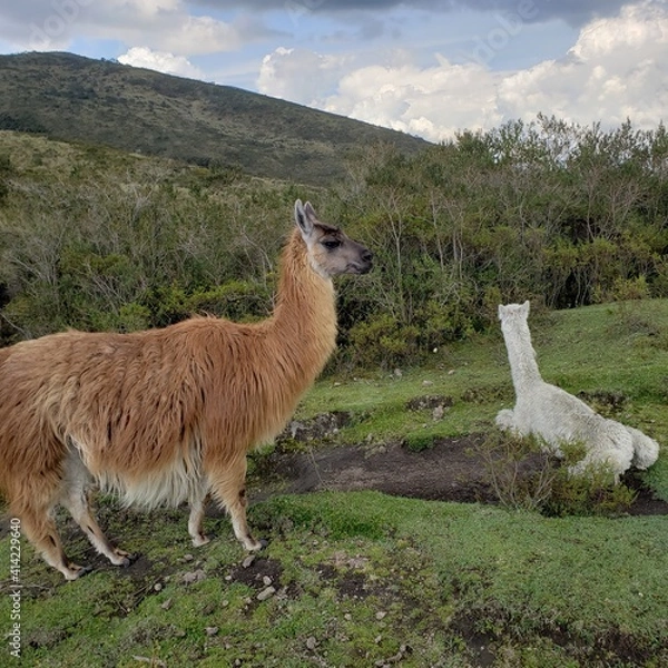 Obraz llama in the mountains