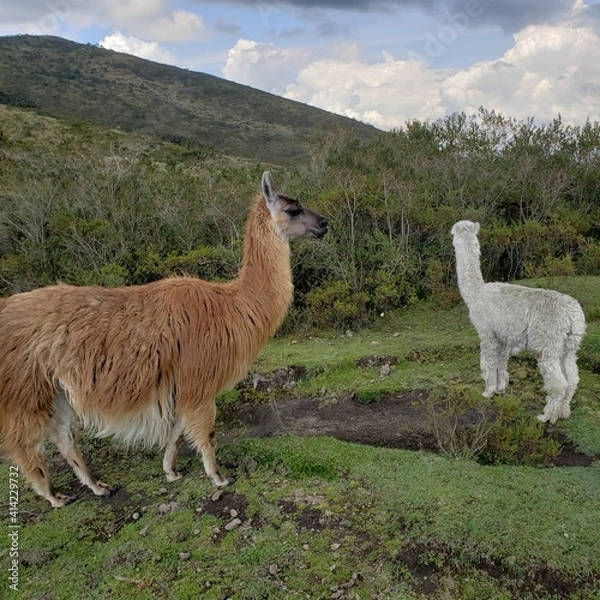 Obraz llama in the mountains