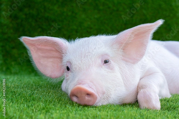 Obraz Piglet lying on green grass