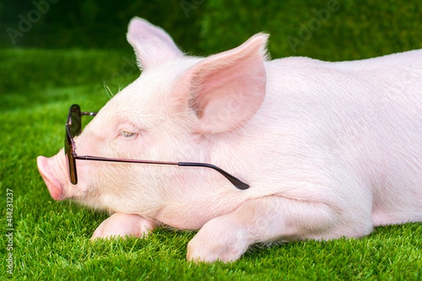 Obraz Piglet in sunglasses on green grass
