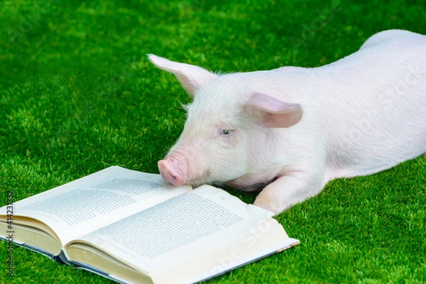 Fototapeta A pig reads a book on the grass