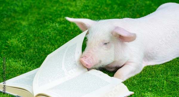 Fototapeta A pig reads a book on the grass