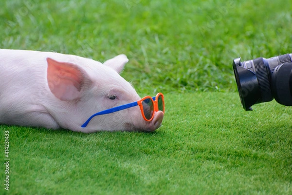Obraz The piglet poses with glasses
