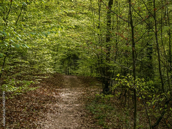 Fototapeta Waldweg