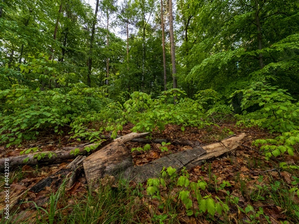 Fototapeta Wald