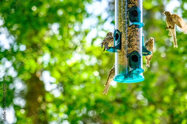 Fototapeta Busy Bird Feeder