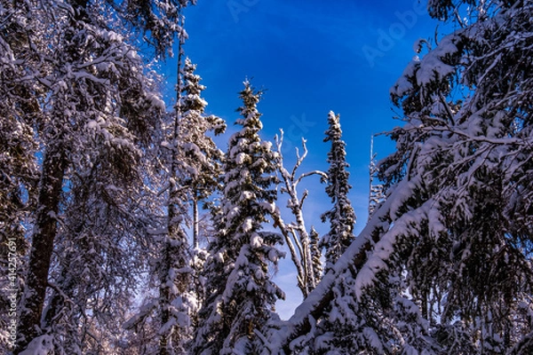 Obraz snow covered branches