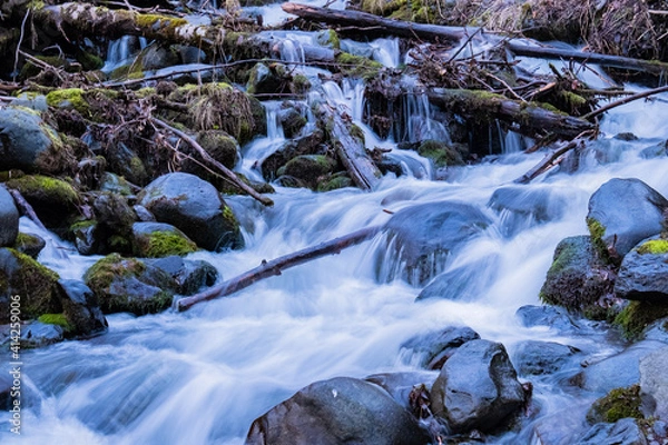 Fototapeta stream in the forest