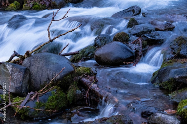 Obraz stream in the forest