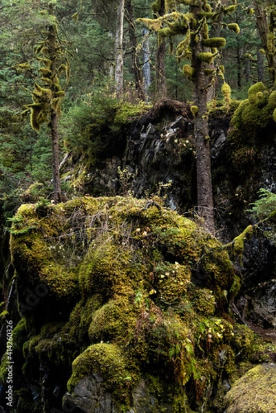 Obraz moss covered rocks