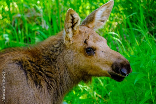 Obraz deer in the woods