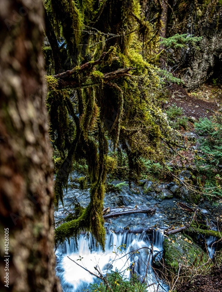 Obraz tree in the forest