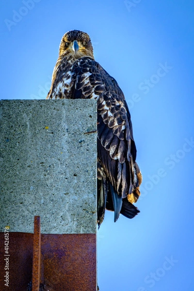 Obraz eagle in the sky