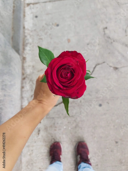 Obraz Red rose in hands