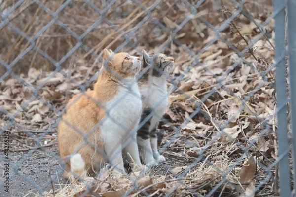 Obraz squirrel in the woods