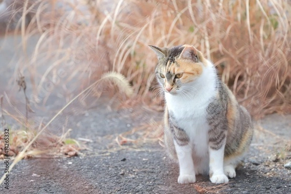 Obraz cat on the grass