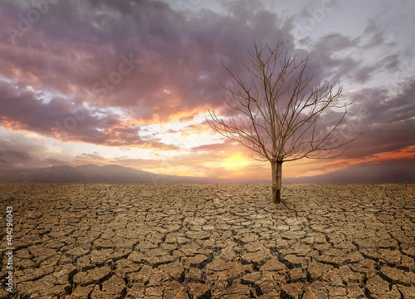 Fototapeta Dry cracked land with dead tree and sky in background a concept of global warming