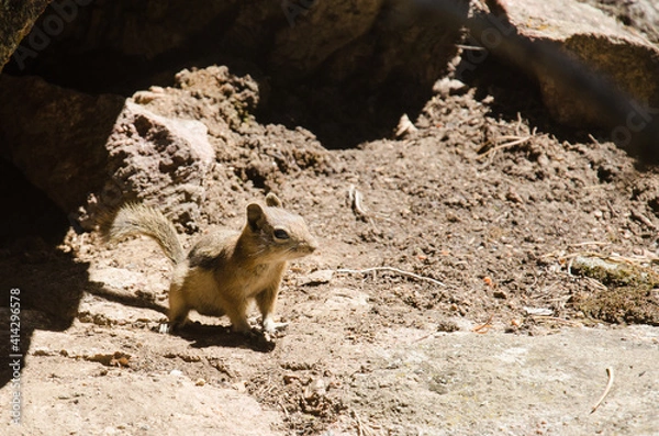 Obraz Ground squirrel on a flat rock.
