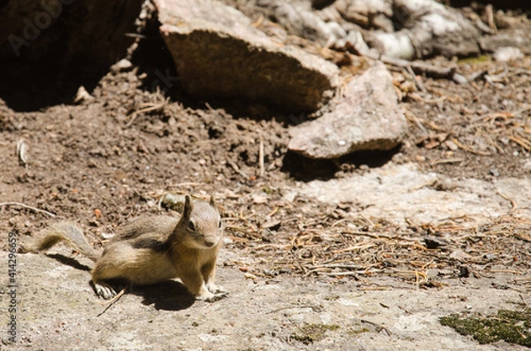 Obraz A ground squirrel posing on a flat rock.