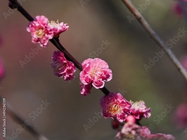 Fototapeta 冬の日差しを浴びて輝く満開の紅梅