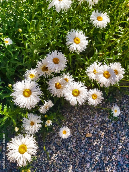 Obraz daisies in a field
