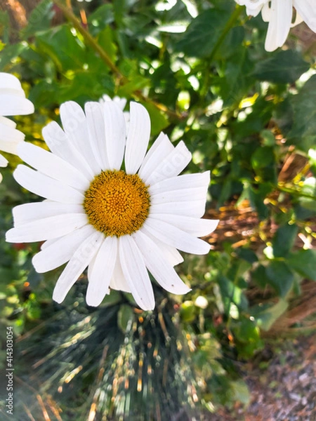 Obraz daisy in the garden