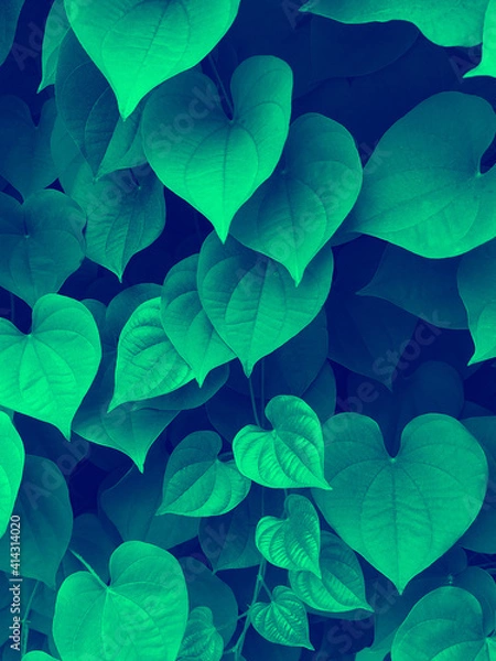 Obraz leaves background