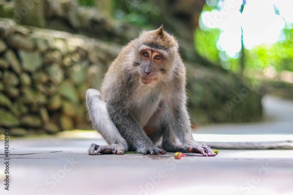 Fototapeta monkey japanese macaque baboon sitting on the ground